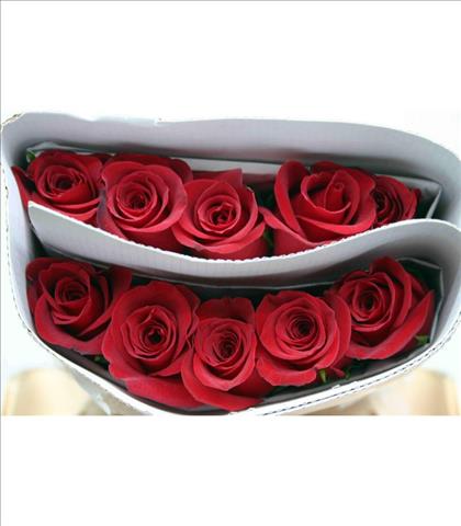 ROSES.ECUADOR  50 ROJA FREEDOM CLMB ORINOCO       