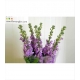ALELI/MATTHIOLA/VIOLE 55 MALVA IMPORTACION        