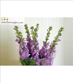 ALELI/MATTHIOLA/VIOLE 55 MALVA IMPORTACION        