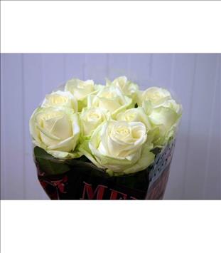ROSAS AVALANCHE MEIJER 70 BLANCA IMORTACION HOLA  