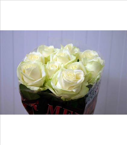 ROSAS AVALANCHE MEIJER 70 BLANCA IMORTACION HOLA  