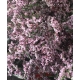 LIMONIUM ROSA EMILI CULTIVO NACIONAL CORTO        