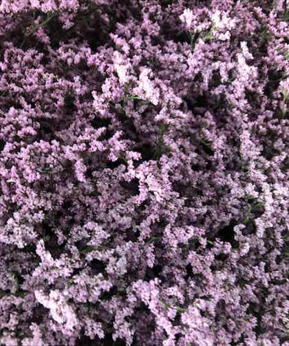 LIMONIUM ROSA EMILI CULTIVO NACIONAL CORTO        