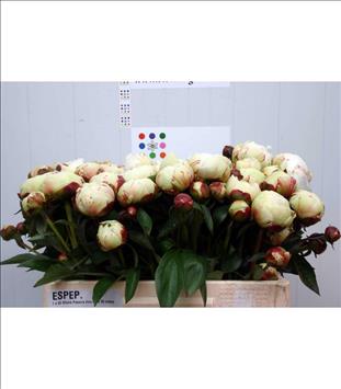 PEONIA  BLANCA ELSA SASS IMP.                     
