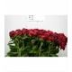 PEONIA BOURDEOS HENRY BOCKSTOCE IMP.              
