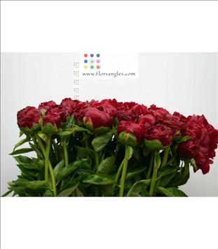 PEONIA BOURDEOS HENRY BOCKSTOCE IMP.              