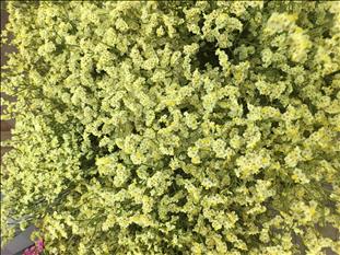 LIMONIUM EMILI DIAMOND AMARILLO NAC. CORTITO      