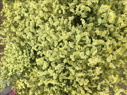 LIMONIUM EMILI DIAMOND AMARILLO NAC. CORTITO      