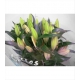 LILIUM ORIENTAL ROSA EMANI 5F IMPORTACION         