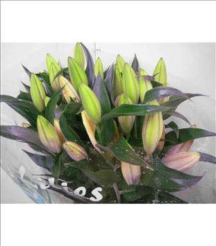 LILIUM ORIENTAL ROSA EMANI 5F IMPORTACION         