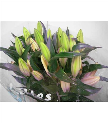 LILIUM ORIENTAL ROSA EMANI 5F IMPORTACION         