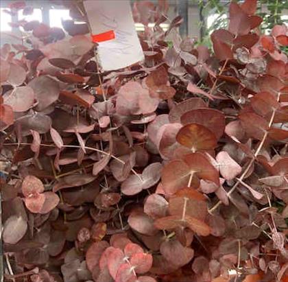 Verde EUCALIPTO CINEREA COLOR OTOÑAL ROJO         