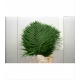 Verde CHICO JUMBO AZTEKA 60 CM. GRANDE            
