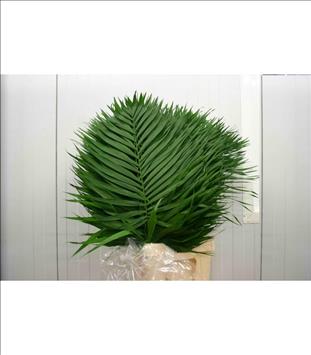 Verde CHICO JUMBO AZTEKA 60 CM. GRANDE            