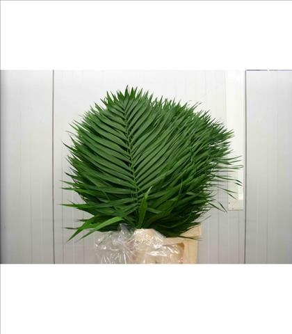 Verde CHICO JUMBO AZTEKA 60 CM. GRANDE            