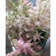 ASTILBE EUROPA ROSA CLARO IMPORT                  
