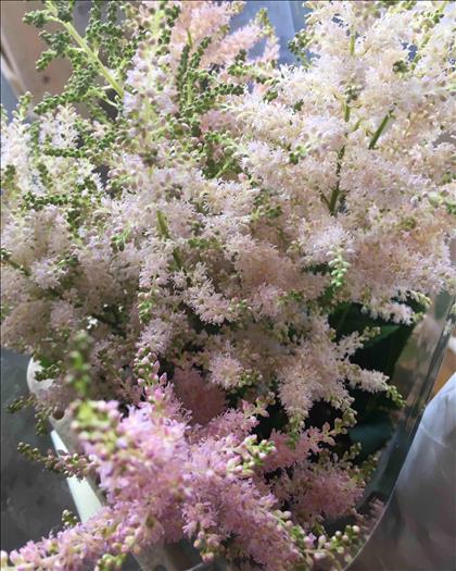 ASTILBE EUROPA ROSA CLARO IMPORT                  