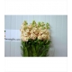 ALELI VIOLE MATTHIOLA 60 SALMON AIDA IMP.         