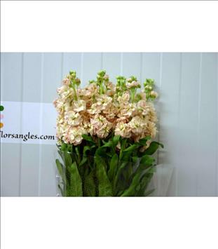 ALELI VIOLE MATTHIOLA 60 SALMON AIDA IMP.         
