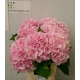 HYDRANGEA ROSA VERENA 60 IMPORTACION HOLANDA      