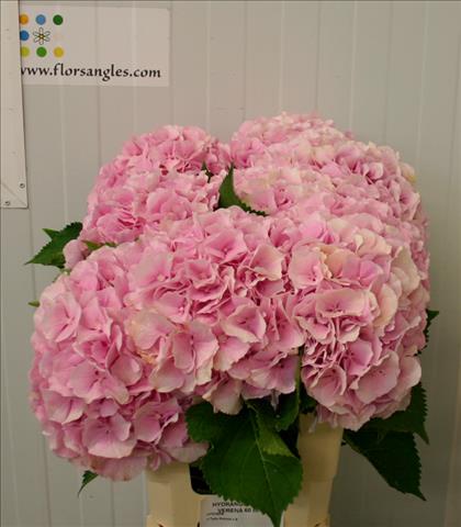 HYDRANGEA ROSA VERENA 60 IMPORTACION HOLANDA      