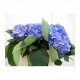 HYDRANGEA VERENA 60 AZUL IMPORTACION HORTENSIA    