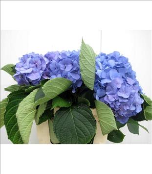 HYDRANGEA VERENA 60 AZUL IMPORTACION HORTENSIA    
