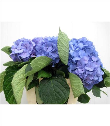 HYDRANGEA VERENA 60 AZUL IMPORTACION HORTENSIA    