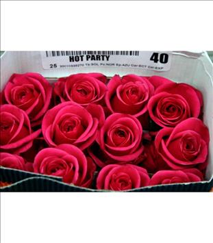 ROSES ECUADOR 40 FUCSIA HOT PARTY                 