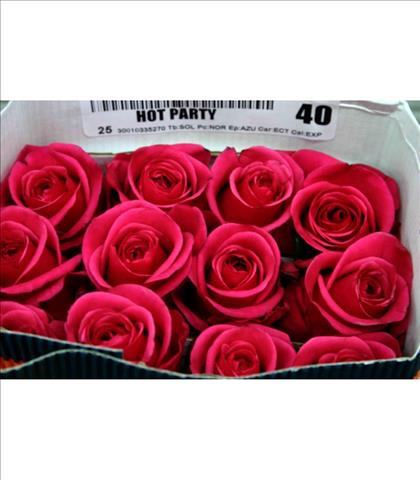 ROSES ECUADOR 40 FUCSIA HOT PARTY                 