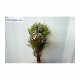 KAAPS GROEN BRUNIA SILVER GRIS LEVIS SPRAY NODI   