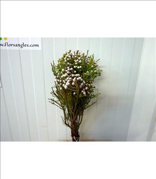 KAAPS GROEN BRUNIA SILVER GRIS LEVIS SPRAY NODI   