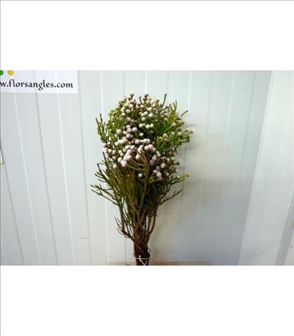 KAAPS GROEN BRUNIA SILVER GRIS LEVIS SPRAY NODI   