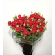 ROSAS SPRAY ROJA MIRABEL IMP.60/70                