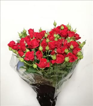 ROSAS SPRAY ROJA MIRABEL IMP.60/70                