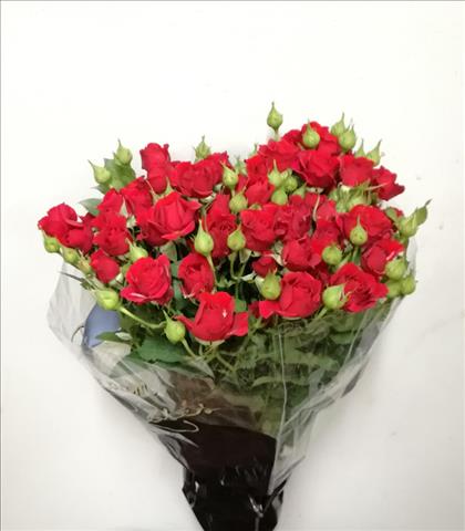 ROSAS SPRAY ROJA MIRABEL IMP.60/70                