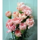CLAVEL CULTIVO NACIONAL ROSA CLARO                