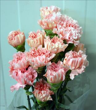 CLAVEL CULTIVO NACIONAL ROSA CLARO                