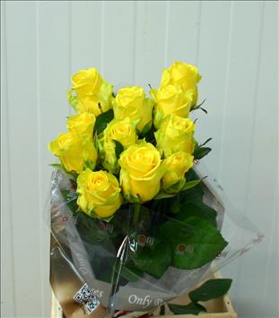 ROSAS PENNY LANE 70 AMARILLA IMPORTACION HOLAND   