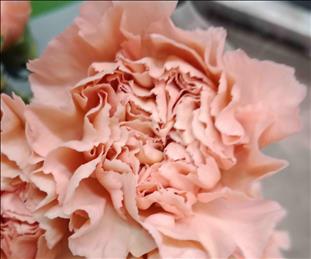CLAVEL.CARAMELO CREMA IMPORTACION HOLANDA         