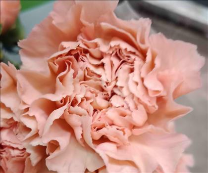 CLAVEL.CARAMELO CREMA IMPORTACION HOLANDA         