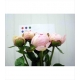 PEONIA ROSA ANGEL CHEEKS 60/55 IMPORTACION HOLANDA