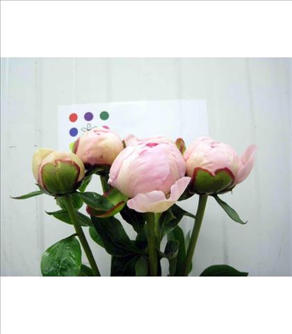 PEONIA ROSA ANGEL CHEEKS 60/55 IMPORTACION HOLANDA
