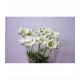 SCABIOSA BLANCA 60 IMPORTACION HOLANDA            