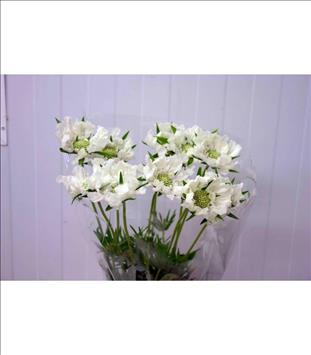 SCABIOSA BLANCA 60 IMPORTACION HOLANDA            
