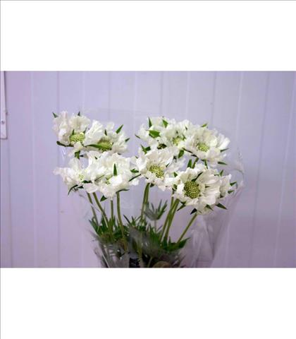 SCABIOSA BLANCA 60 IMPORTACION HOLANDA            