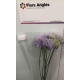 SCABIOSA MALVA ATRO LAVANDER 60/70 IMP.           