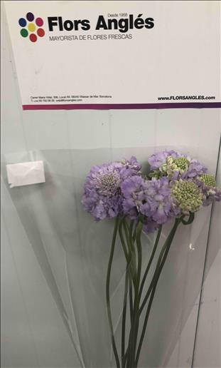 SCABIOSA MALVA ATRO LAVANDER 60/70 IMP.           