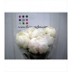 PEONIA CREMA BOWL OF CREAM 60 IMPORTACION HOLANDA 