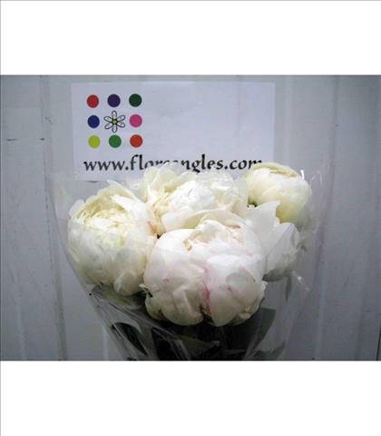 PEONIA CREMA BOWL OF CREAM 60 IMPORTACION HOLANDA 